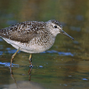 Wood Sandpiper